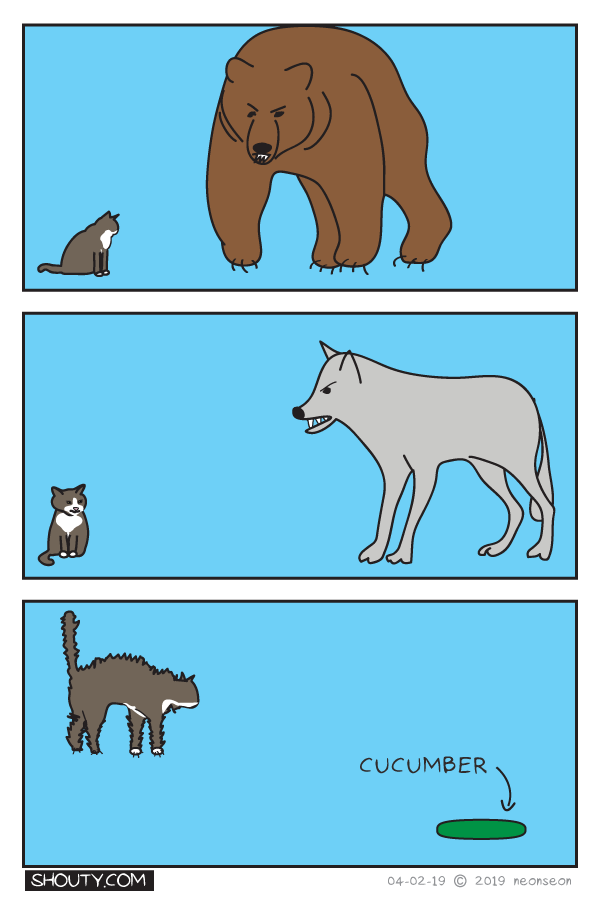 Cats and Fear Comic by Shouty